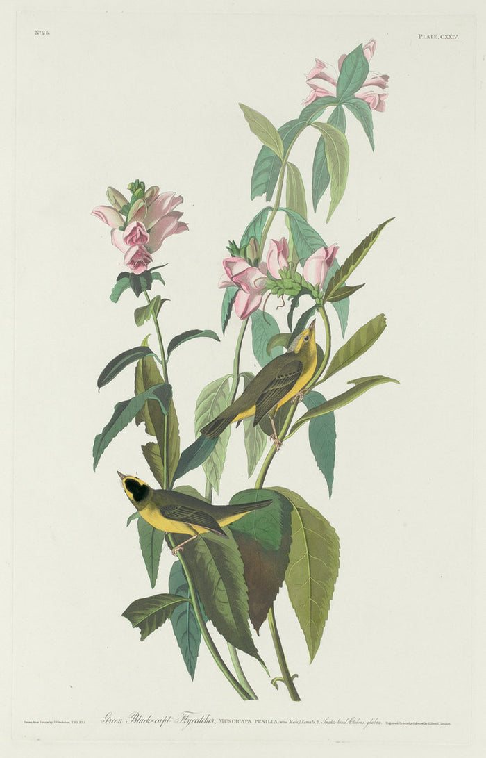 Green Black-Capt Flycatcher by Robert Havell after John James Audubon (American, 1793 - 1878), 16X12