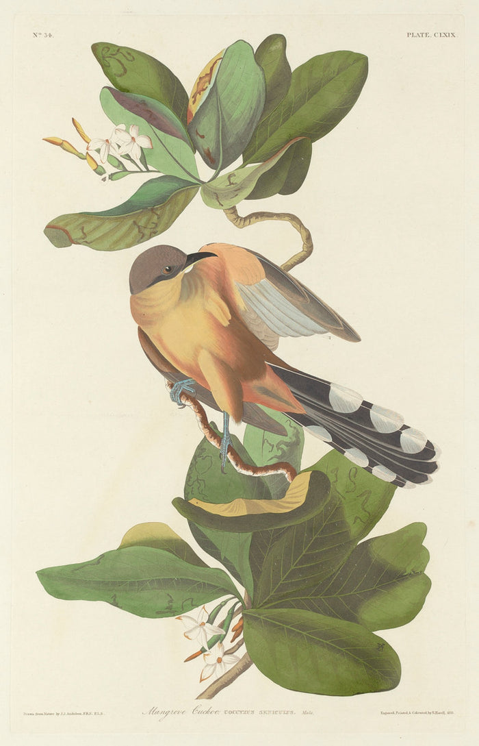 Mangrove Cuckoo by Robert Havell after John James Audubon (American, 1793 - 1878), 16X12