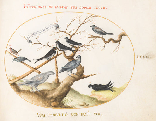 Animalia Volatilia et Amphibia (Aier): Plate LXVIII by Joris Hoefnagel (Flemish, 1542 - 1600), 16X12"(A3)Poster Print