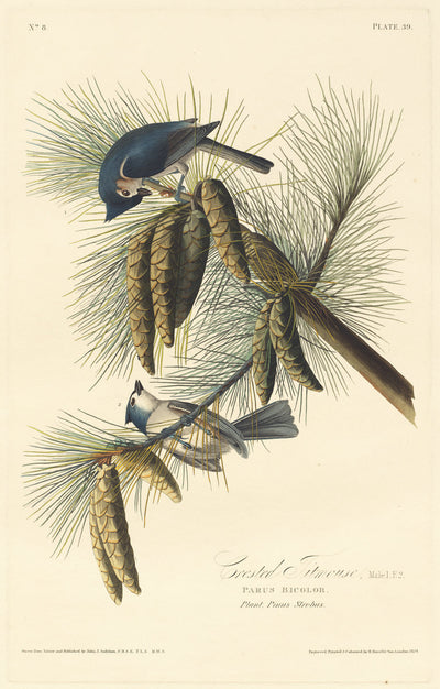 Crested Titmouse by Robert Havell after John James Audubon (American, born England, 1793 - 1878), 16X12"(A3)Poster Print