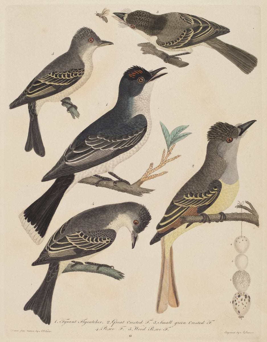 Five Birds with Their Eggs and an Insect by Alexander Lawson after Alexander Wilson (American, 1773 - 1846), 16X12"(A3)Poster Print
