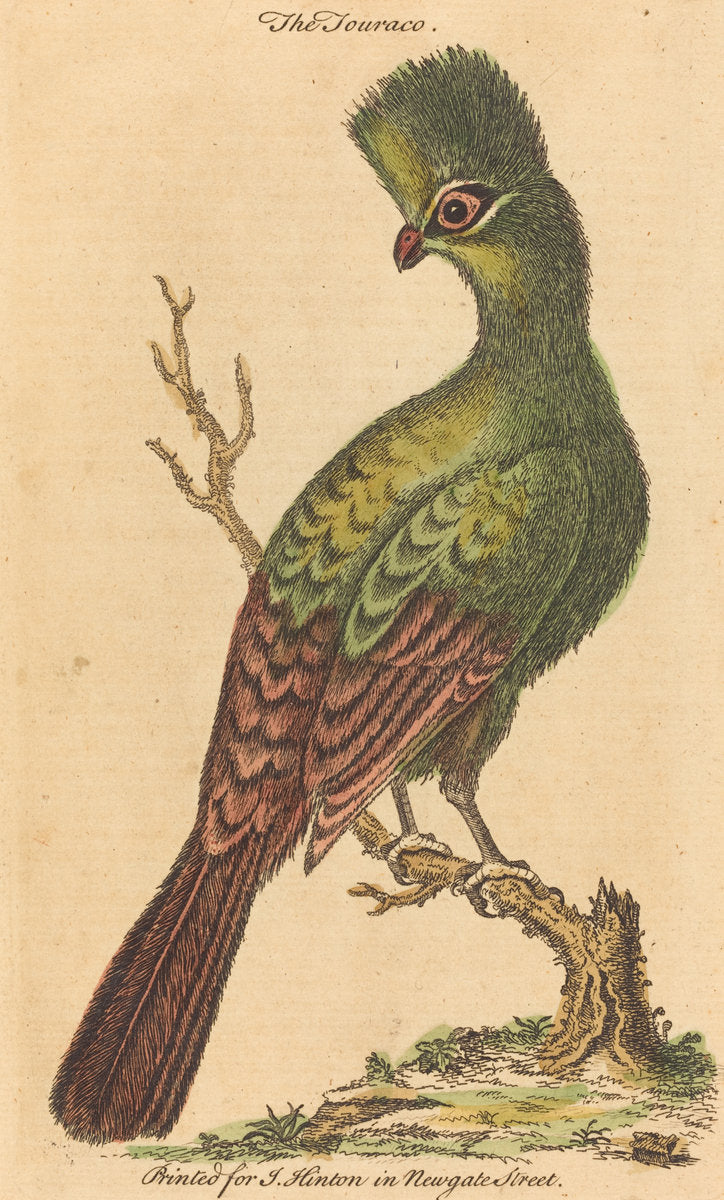 hand-colored etching by British 18th Century (The Touraco Bird), 16X12"(A3)Poster Print