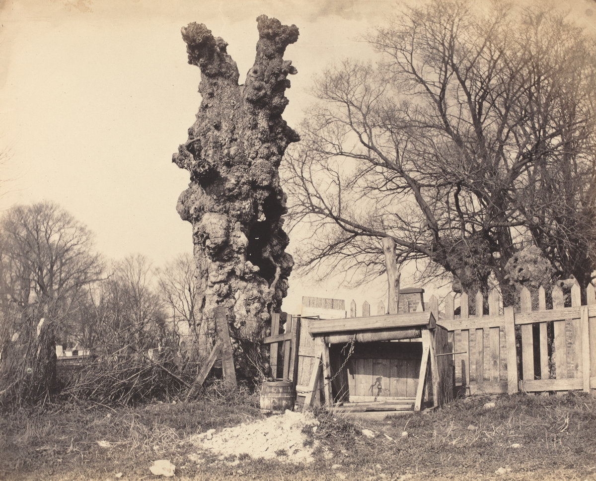 1850s by British 19th Century (Old Tree near Chatham), 16X12"(A3)Poster Print