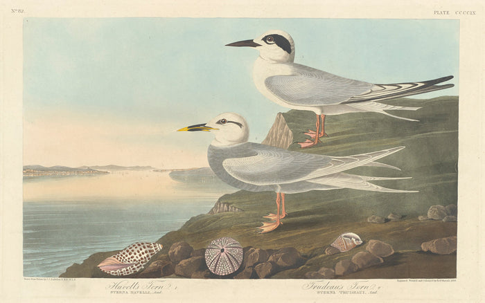 Havell's Tern and Trudeau's Tern by Robert Havell after John James Audubon (American, 1793 - 1878), 16X12