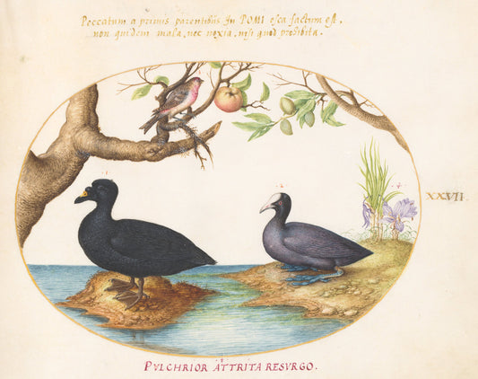 Animalia Volatilia et Amphibia (Aier): Plate XXVII by Joris Hoefnagel (Flemish, 1542 - 1600), 16X12"(A3)Poster Print