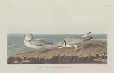 Piping Plover by Robert Havell after John James Audubon (American, 1793 - 1878), 16X12"(A3)Poster Print