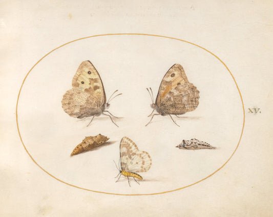 Animalia Rationalia et Insecta (Ignis):  Plate XV by Joris Hoefnagel (Flemish, 1542 - 1600), 16X12"(A3)Poster Print