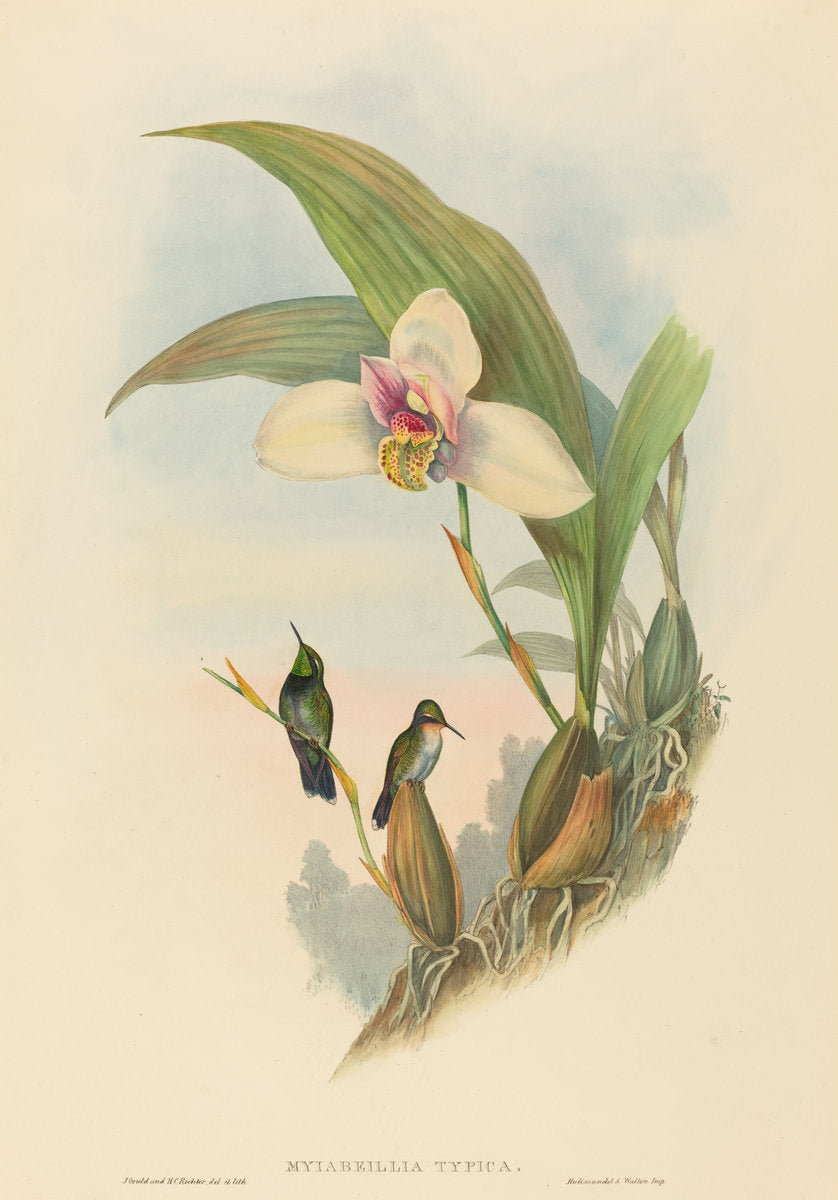 Myiabeillia typica (Abeille's Hummingbird) by John Gould and H.C. Richter (British, 1804 - 1881), 16X12"(A3)Poster Print