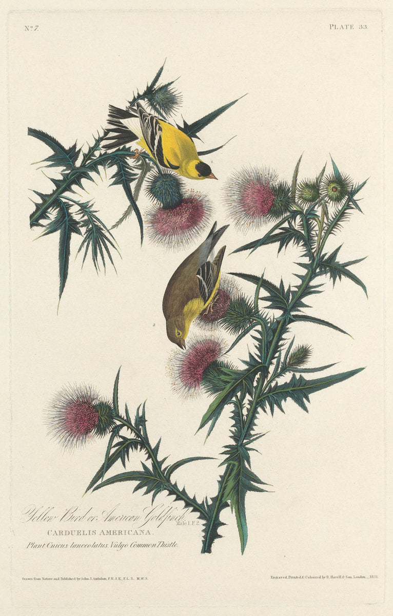 Yellow Bird or American Goldfinch by Robert Havell after John James Audubon (American, 1793 - 1878), 16X12"(A3)Poster Print