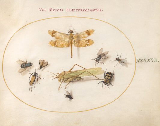 Animalia Rationalia et Insecta (Ignis):  Plate XLVII by Joris Hoefnagel (Flemish, 1542 - 1600), 16X12"(A3)Poster Print