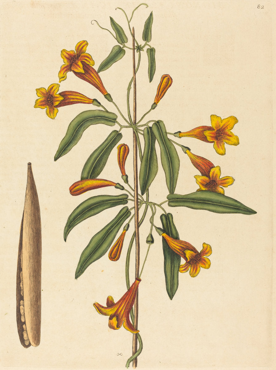 Cross-vine (Bignonia capreolata) by Mark Catesby (English, 1679 - 1749), 16X12"(A3)Poster Print