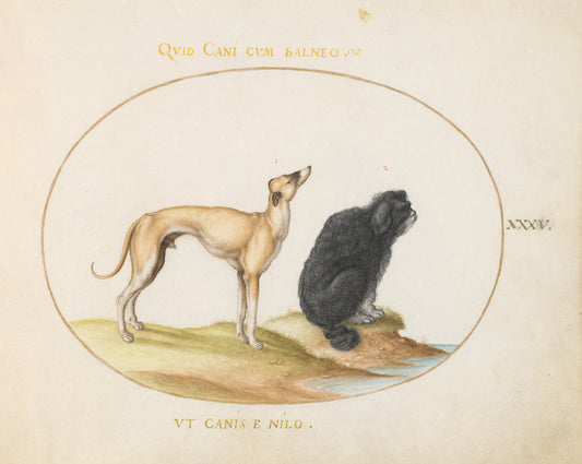 Animalia Qvadrvpedia et Reptilia (Terra): Plate XXXV by Joris Hoefnagel (Flemish, 1542 - 1600), 16X12"(A3)Poster Print
