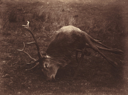 Dead Stag by Captain Horatio Ross (Scottish, 1801 - 1886), 16X12"(A3)Poster Print