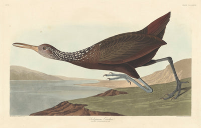 Scolopaceus Courlan by Robert Havell after John James Audubon (American, 1793 - 1878), 16X12"(A3)Poster Print