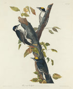 Three-Toed Woodpecker by Robert Havell after John James Audubon (American, 1793 - 1878), 16X12"(A3)Poster Print