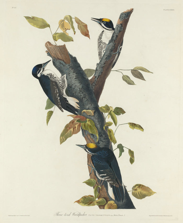 Three-Toed Woodpecker by Robert Havell after John James Audubon (American, 1793 - 1878), 16X12