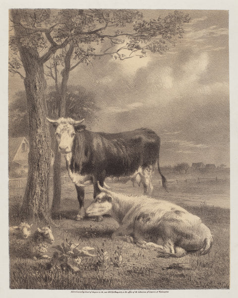 Cattle Ruminating by Joseph Foxcroft Cole (American, 1837 - 1892), 16X12"(A3)Poster Print