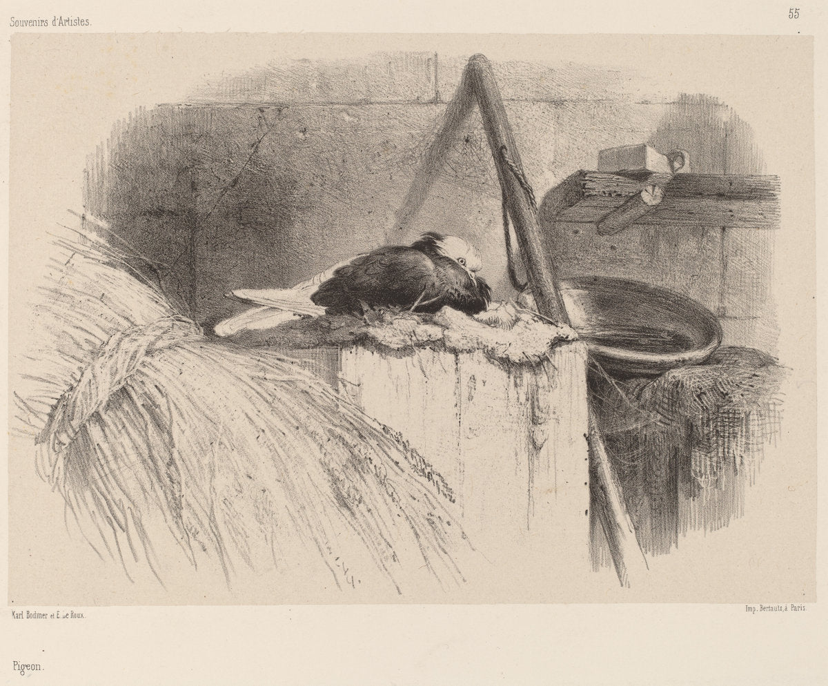 Pigeon by Karl Bodmer (Swiss, 1809 - 1893), 16X12"(A3)Poster Print