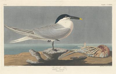 Sandwich Tern by Robert Havell after John James Audubon (American, 1793 - 1878), 16X12"(A3)Poster Print