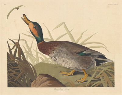 Bemaculated Duck by Robert Havell after John James Audubon (American, 1793 - 1878), 16X12"(A3)Poster Print