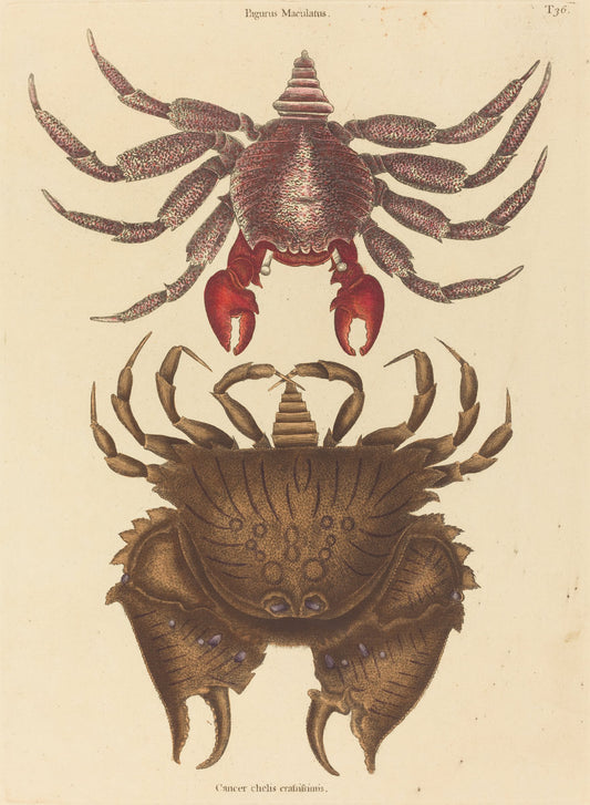 Red Mottled Rock-crab (Cancer grapsus) by Mark Catesby (English, 1679 - 1749), 16X12"(A3)Poster Print