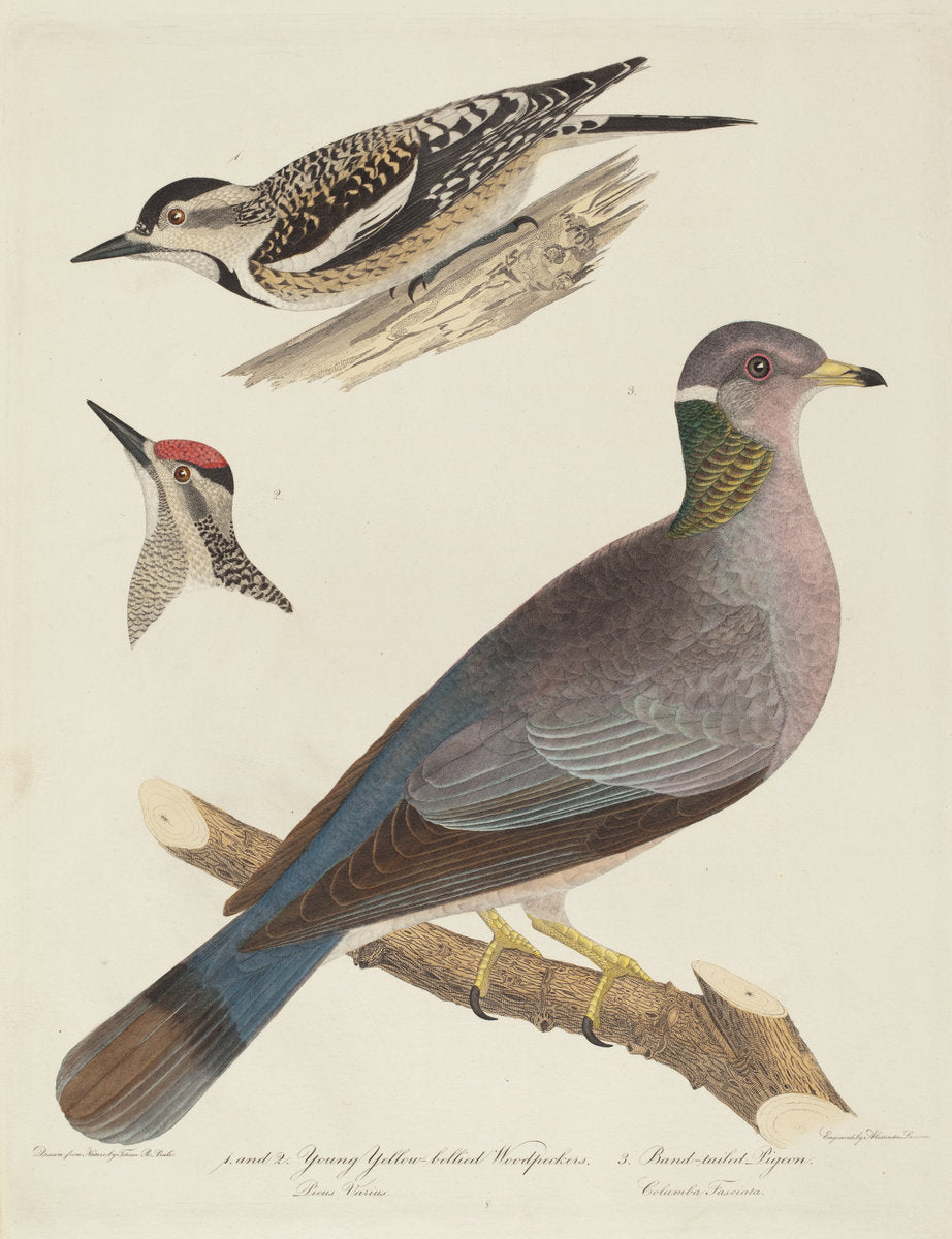 Young Yellow-bellied Woodpeckers and Band-tailed Pigeon by Alexander Lawson after Titian Ramsay Peale (American, 1773 - 1846), 16X12"(A3)Poster Print