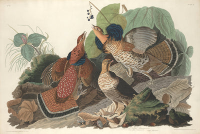 Ruffed Grouse by Robert Havell after John James Audubon (American, 1793 - 1878), 16X12"(A3)Poster Print