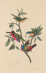 Painted Bunting by Robert Havell after John James Audubon (American, 1793 - 1878), 16X12"(A3)Poster Print