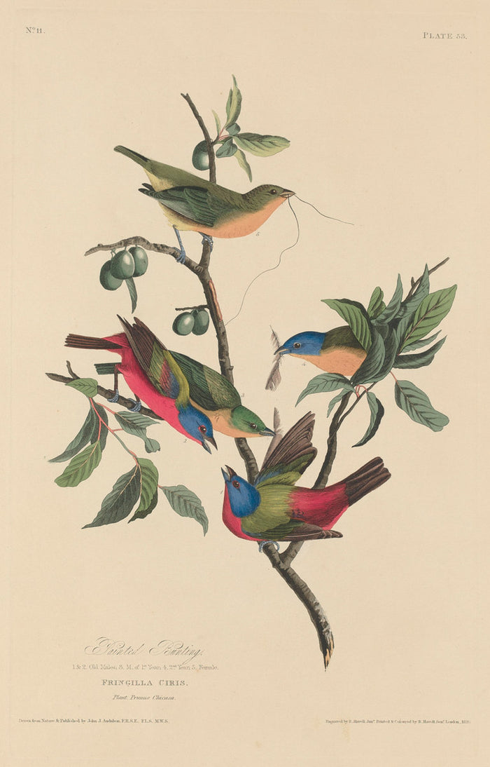 Painted Bunting by Robert Havell after John James Audubon (American, 1793 - 1878), 16X12