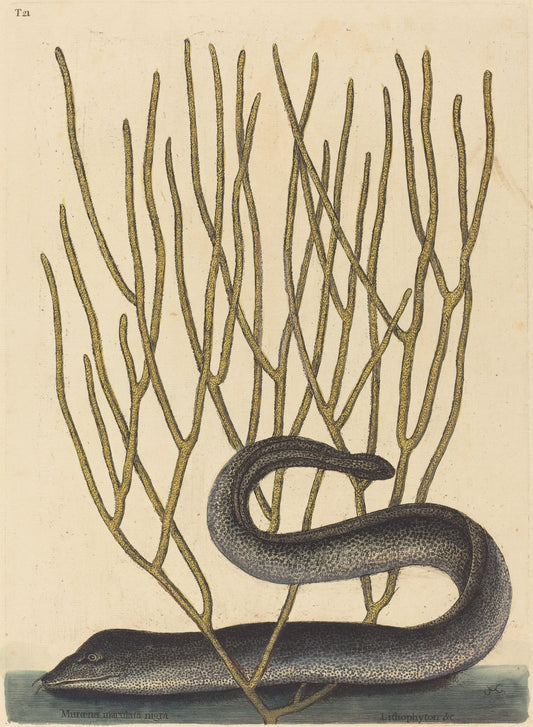 The Black Muray (Muraenae helenae varietas) by Mark Catesby (English, 1679 - 1749), 16X12"(A3)Poster Print