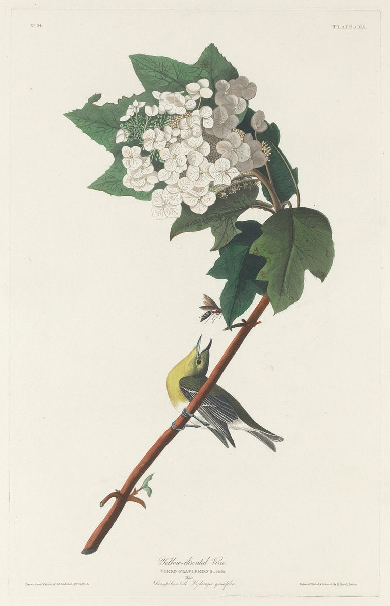 Yellow-throated Vireo by Robert Havell after John James Audubon (American, 1793 - 1878), 16X12"(A3)Poster Print