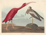 Scarlet Ibis by Robert Havell after John James Audubon (American, born England, 1793 - 1878), 16X12"(A3)Poster Print