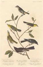 Little Tyrant Flycatcher, Small-Headed Flycatcher, Blue Mountain Warbler, Bartram's Vireo, Short-Legged Pewee, and Rocky Mountain Flycatcher by Robert Havell after John James Audubon (American, born England, 1793 - 1878), 16X12"(A3)Poster Print