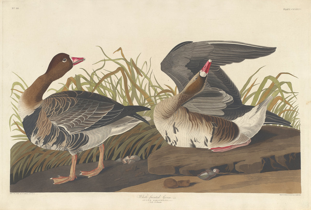 White-fronted Goose by Robert Havell after John James Audubon (American, 1793 - 1878), 16X12"(A3)Poster Print