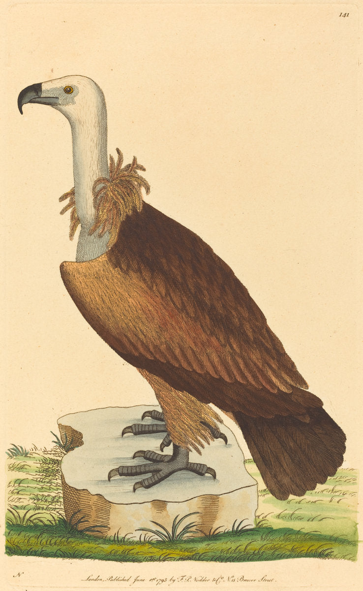 1793 by British 18th Century (The Alpine Vulture), 16X12"(A3)Poster Print