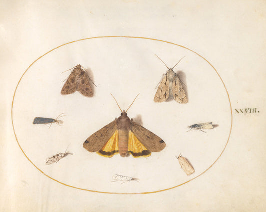 Animalia Rationalia et Insecta (Ignis):  Plate XXVIII by Joris Hoefnagel (Flemish, 1542 - 1600), 16X12"(A3)Poster Print