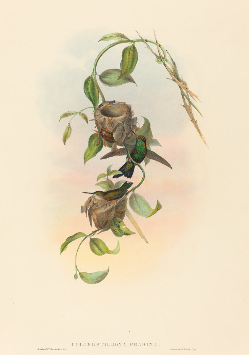 Chlorostilbona prasina (Puncheran's Emerald) by John Gould and H.C. Richter (British, 1804 - 1881), 16X12"(A3)Poster Print