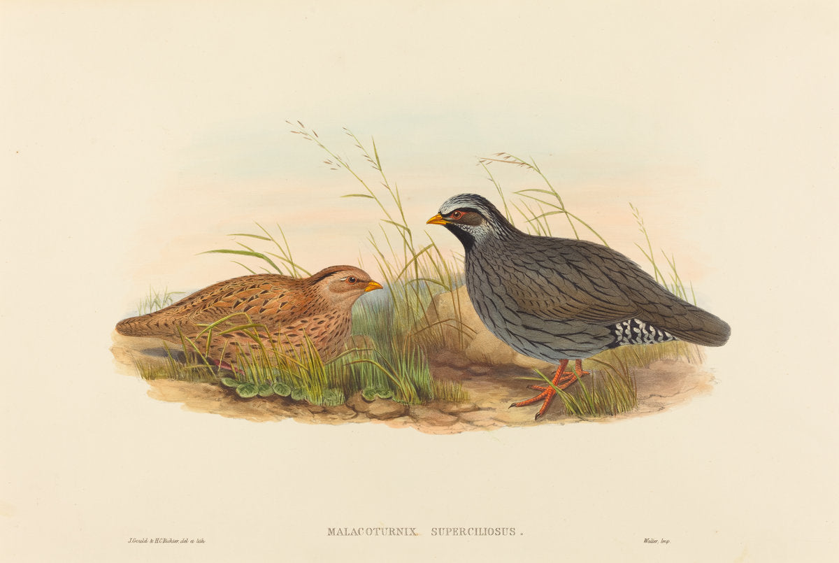 Malacoturnix superciliosus (Mountain Quail) by John Gould and H.C. Richter (British, 1804 - 1881), 16X12"(A3)Poster Print