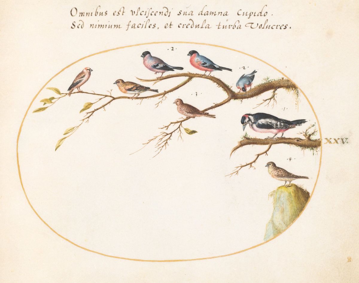 Animalia Volatilia et Amphibia (Aier): Plate XXV by Joris Hoefnagel (Flemish, 1542 - 1600), 16X12"(A3)Poster Print
