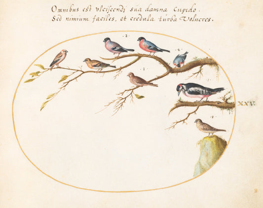 Animalia Volatilia et Amphibia (Aier): Plate XXV by Joris Hoefnagel (Flemish, 1542 - 1600), 16X12"(A3)Poster Print