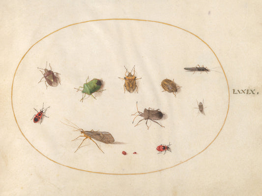 Animalia Rationalia et Insecta (Ignis):  Plate LXXIX by Joris Hoefnagel (Flemish, 1542 - 1600), 16X12"(A3)Poster Print