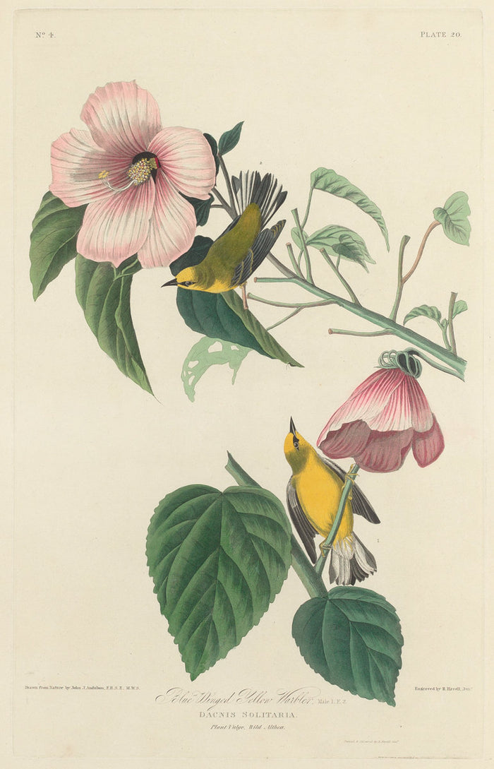 Blue-winged Yellow Warbler by Robert Havell after John James Audubon (American, 1793 - 1878), 16X12