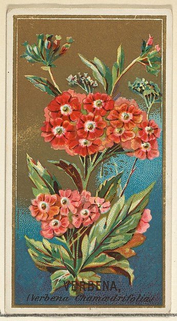 :Verbena  from the Flowers series for Old Judge Cigarettes 1890, vintage artwork, 16x12"(A3) Poster Print