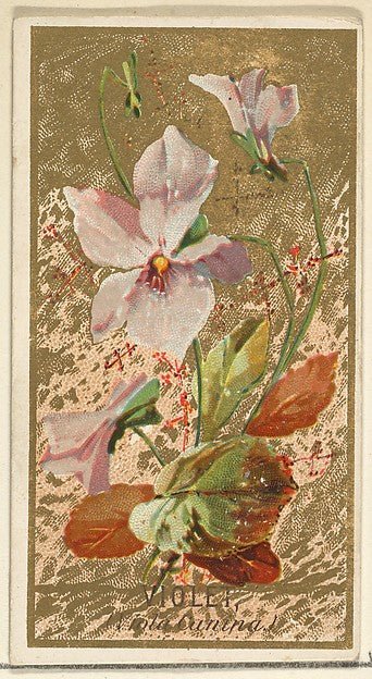 :Violet  from the Flowers series for Old Judge Cigarettes 1890, vintage artwork, 16x12"(A3) Poster Print