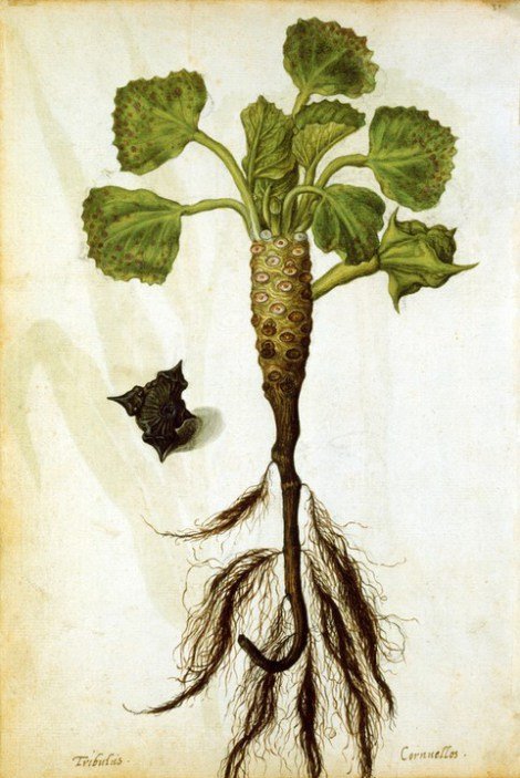 Water Chestnut, vintage artwork by Jacques le Moyne de Morgues, A3 (16x12") Poster Print