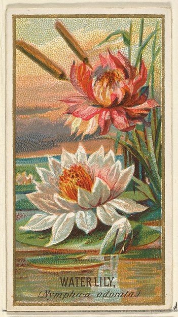 :Water Lily  from the Flowers series for Old Judge Cigarettes 1890, vintage artwork, 16x12"(A3) Poster Print