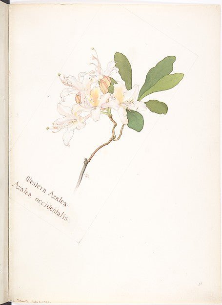 Western Azalea  Azalea occidentalis July 2, 1912-Margaret Neil, vintage art, A3 (16x12") Poster Print