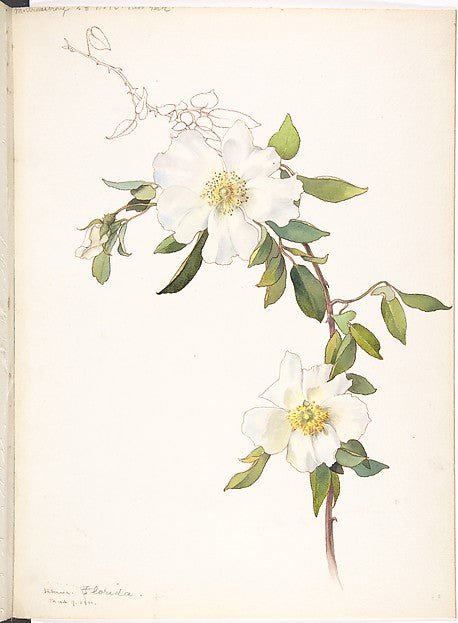 White Clematis March 9, 1911-Margaret Neilson Armstrong , vintage art, A3 (16x12") Poster Print