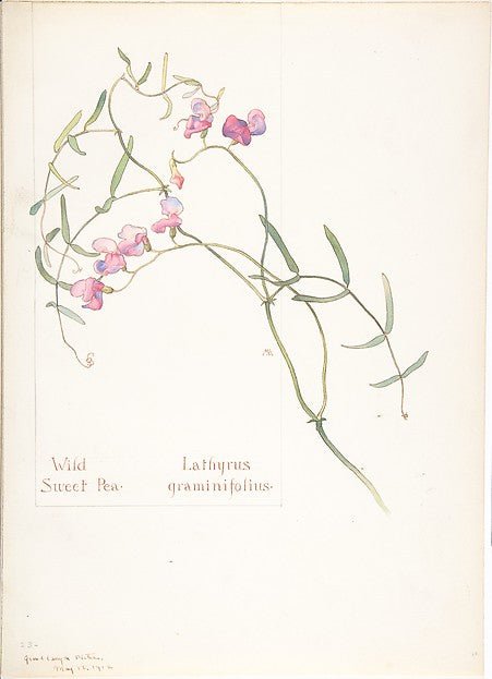 Wild Sweet Pea  Lathyrus graminifolius May 12, 1912-Margaret N, vintage art, A3 (16x12") Poster Print