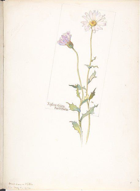 Xylorrhiza Tortifolia May 13, 1912-Margaret Neilson Armstrong , vintage art, A3 (16x12") Poster Print